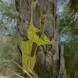 Rosita Bottom - Limeaid