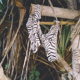 Iris Bottom - Le Tigre